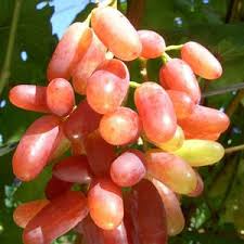  Musaevs Exim LLC offers fresh taifi grape variety